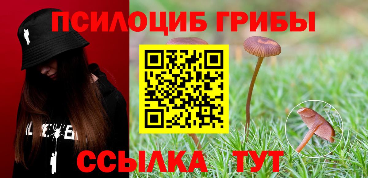 Галлюциногенные грибы Psilocybine cubensis Ливны